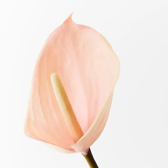 Anthurium Light Pink (60cml)