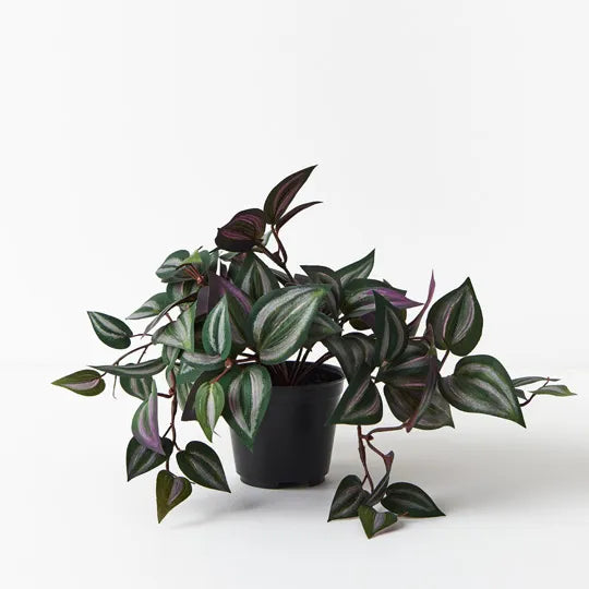 Wandering Jew Hanging Bush in Pot Dark Green 30cml