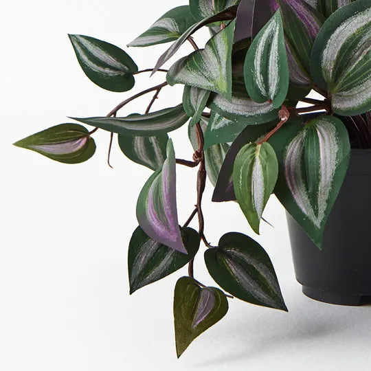 Wandering Jew Hanging Bush in Pot Dark Green 30cml