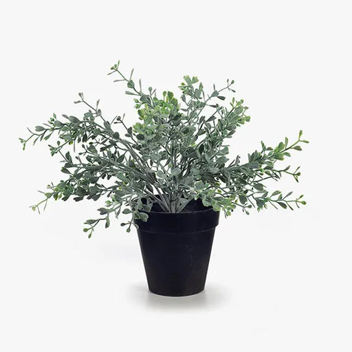 Boxwood Berry Bush in Pot Grey Green 24cmh