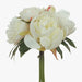 Peony Bouquet Cream 30cml