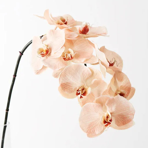 Orchid Phalaenopsis Infused x8 Salmon 96cml