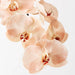 Orchid Phalaenopsis Infused x8 Salmon 96cml