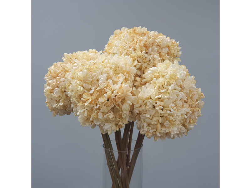 Hydrangea Bundle x3 (Cream)