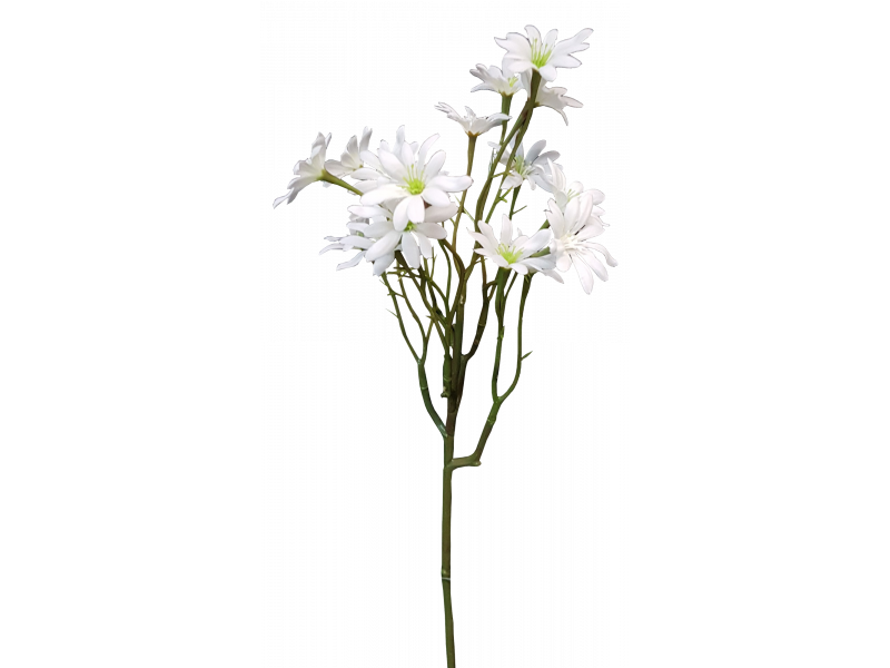 Sea Aster 57cm White